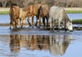 Salt River wild horse band Royalty Free Stock Photo