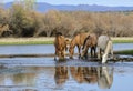 Salt River wild horse band portrait Royalty Free Stock Photo