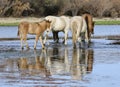 Salt River wild horse colt in river Royalty Free Stock Photo