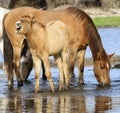 Salt River wild horse colt shouts Royalty Free Stock Photo