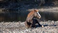 Salt River wild horse - Deep brown chestnut stallion rolling on the ground at Goldfield on  the Salt River Royalty Free Stock Photo