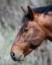 Salt river wild horse eating vegitation