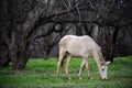 Salt River wild horse fairy tale scene