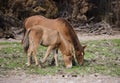 Salt River wild horse family Royalty Free Stock Photo