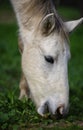 Salt River wild horse grazing closeup Royalty Free Stock Photo