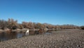 Salt River wild horse herd feeding in the Salt River near Mesa Arizona USA Royalty Free Stock Photo