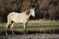 Salt River wild horse poses at sunset Royalty Free Stock Photo