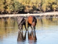 Salt River Wild Horses drinking at the water Royalty Free Stock Photo