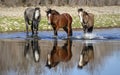 Salt River wild horses