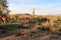 Salt River wild horses, in Tonto National Forest, Arizona, United States