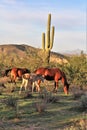 Salt River wild horses, in Tonto National Forest, Arizona, United States Royalty Free Stock Photo