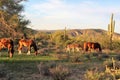 Salt River wild horses, in Tonto National Forest, Arizona, United States Royalty Free Stock Photo