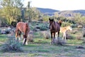 Salt River wild horses, in Tonto National Forest, Arizona, United States