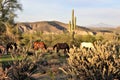 Salt River wild horses, in Tonto National Forest, Arizona, United States