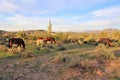 Salt River wild horses, in Tonto National Forest, Arizona, United States