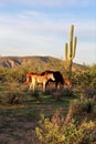 Salt River wild horses, in Tonto National Forest, Arizona, United States