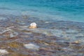 The salt on the stones, the seashore of the Dead Sea in Israel