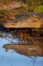 Salt Water Crocodile