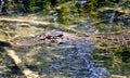 Salt water crocodile Royalty Free Stock Photo