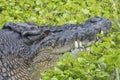 Salt Water Crocodile Royalty Free Stock Photo