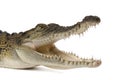 Salt water crocodile with its mouth wide open. Royalty Free Stock Photo