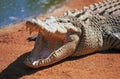 Salt water crocodile with open moutn Royalty Free Stock Photo