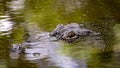 Australian Salt Water Crocodile