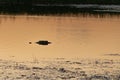 Salt water crocodile only showing its head above water. Animal camouflaged, only eyes can be seen above surface. Sunset time. Royalty Free Stock Photo