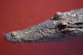 Salt water crocodile swimming in blood red water