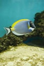 Salt water fish - Acanthurus leucosternon