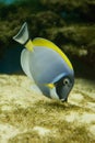 Salt water fish - Acanthurus leucosternon