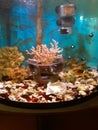 Salt water fish tank with damsels Royalty Free Stock Photo