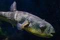 The Salt Water Puffer fish close-up underwater