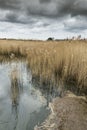 Salt water reed bed