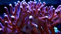 Reef aquarium sps coral scene