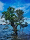 Salt water trees with idyllic scene and clear sky on Morowali beach Royalty Free Stock Photo