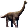 Saltasaurus Royalty Free Stock Photo