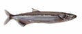 Salted capelin fish Royalty Free Stock Photo