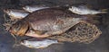 Salted and dried bream and several roach on black surface