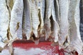 Salted dried cod bacalao on the counter of a fish store. Traditional Portuguese and Scandinavian sea fish dish Royalty Free Stock Photo