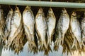 Salted dried fish, hanging in rows in the sun