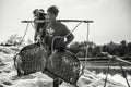 Salted farm labors Royalty Free Stock Photo