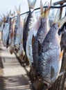 Salted fish dry under sun in village