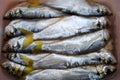 The salted fish-pelada Royalty Free Stock Photo