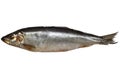 Salted herring