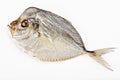 Salted moonfish