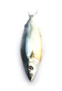 Salted Pacific saury (Cololabis saira) Royalty Free Stock Photo