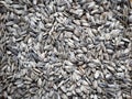 Salted and roasted sunflower seeds. Food background Royalty Free Stock Photo