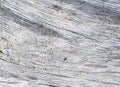 Salted sea wood texture. Gray timber board with weathered crack lines.