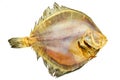 Salted turbot flatfish Royalty Free Stock Photo
